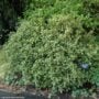 Variegated False Holly – Goshiki – #1 Container